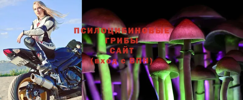 Псилоцибиновые грибы Cubensis  Полевской 